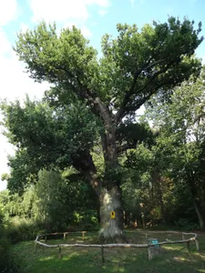 Naturdenkmal Stieleiche
