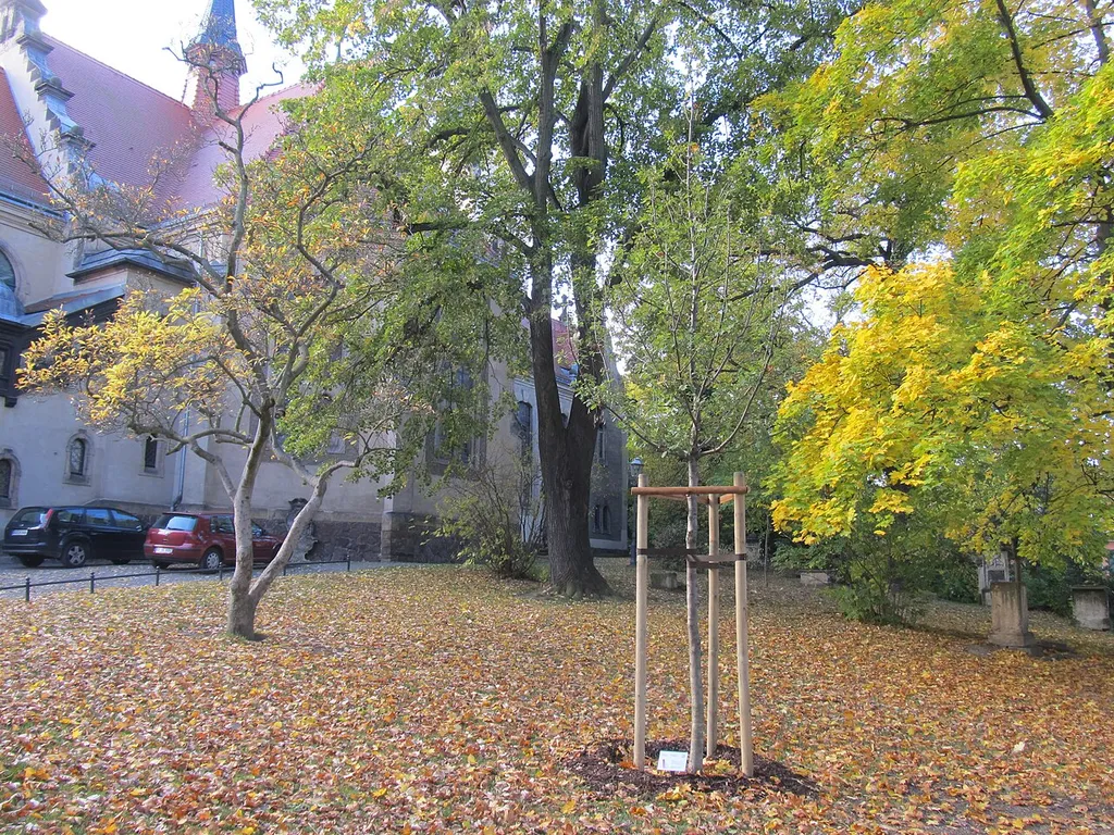 Luthereiche an der Auferstehungskirche