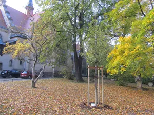 Luthereiche an der Auferstehungskirche