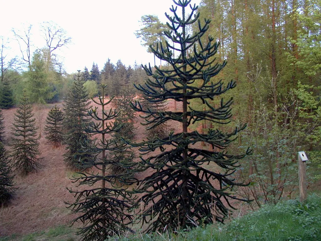 Exotenwald im Staatsforst Burgholz mit Araucaria araucana, Wuppertal