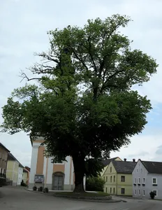 Kirchenlinde in Klam