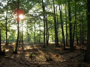 Glücksburger Heide