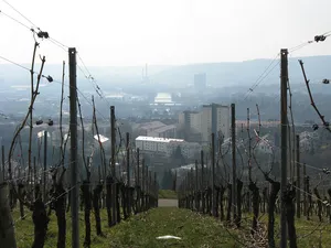 Weinberg- und Obsthänge rings um den Burgholzhof