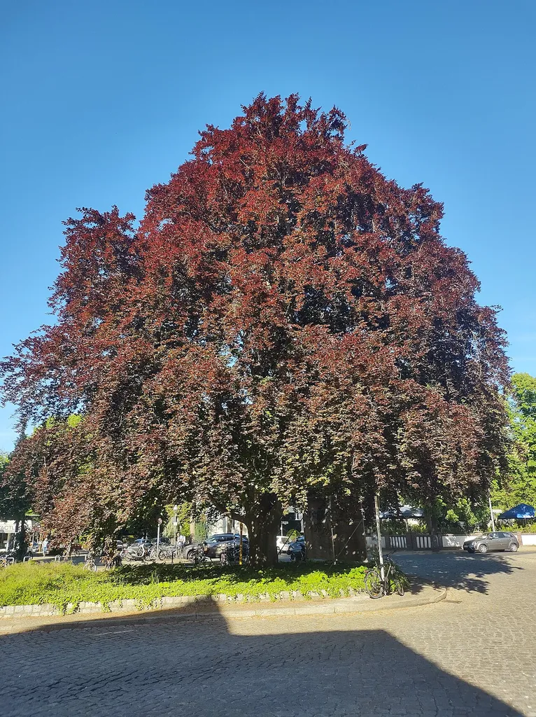Gewöhnliche Buche - Rot-Buche Bahnhofplatz Hermsdorf, gegenüber Schlossstraße 18, südlicher Baum