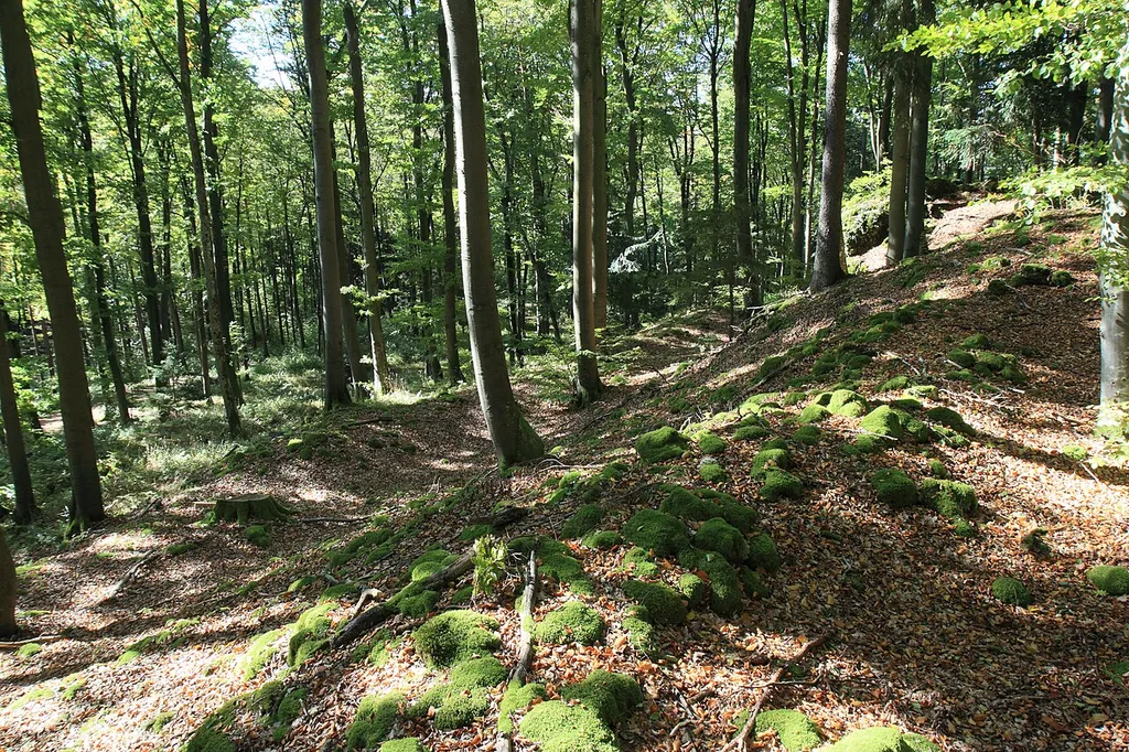 Ringwall Schlossberg - Doppelter Wallzug im Bereich des früheren Zuganges