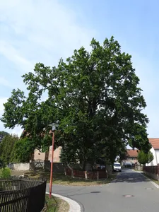 Eiche an der Kirche