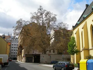 Platanus × hispanica near Church of Saint Kliment