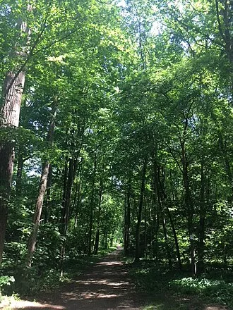 Englischer Wald Neuburg