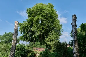 Balkan-Rosskastanie Kolonie Burgwallschanze