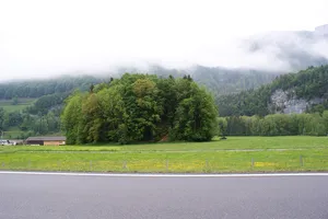 Waldinsel Burg