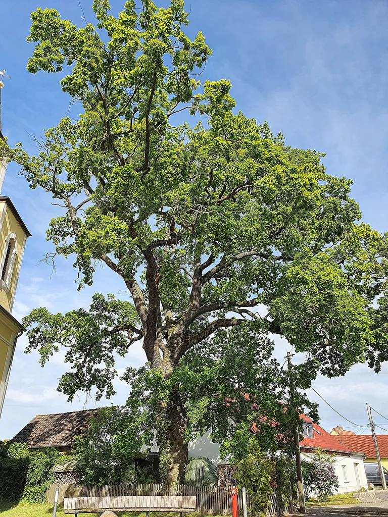 Naturdenkmal im Landkreis Nordsachsen: Eiche (Quercus) vor der Kirche in Gruna (Laußig)