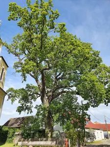 Quercus in Gruna