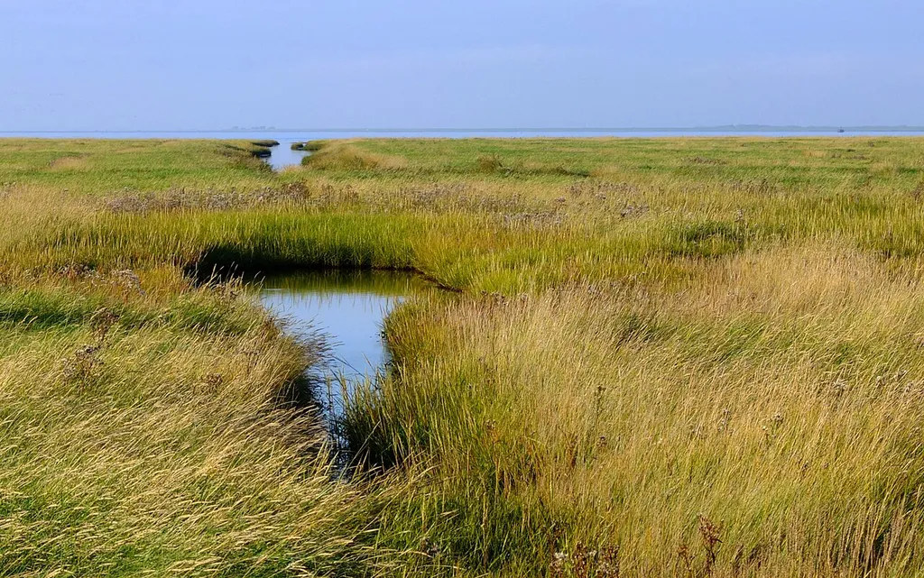 NSG Hamburger Hallig, Salzwiesen