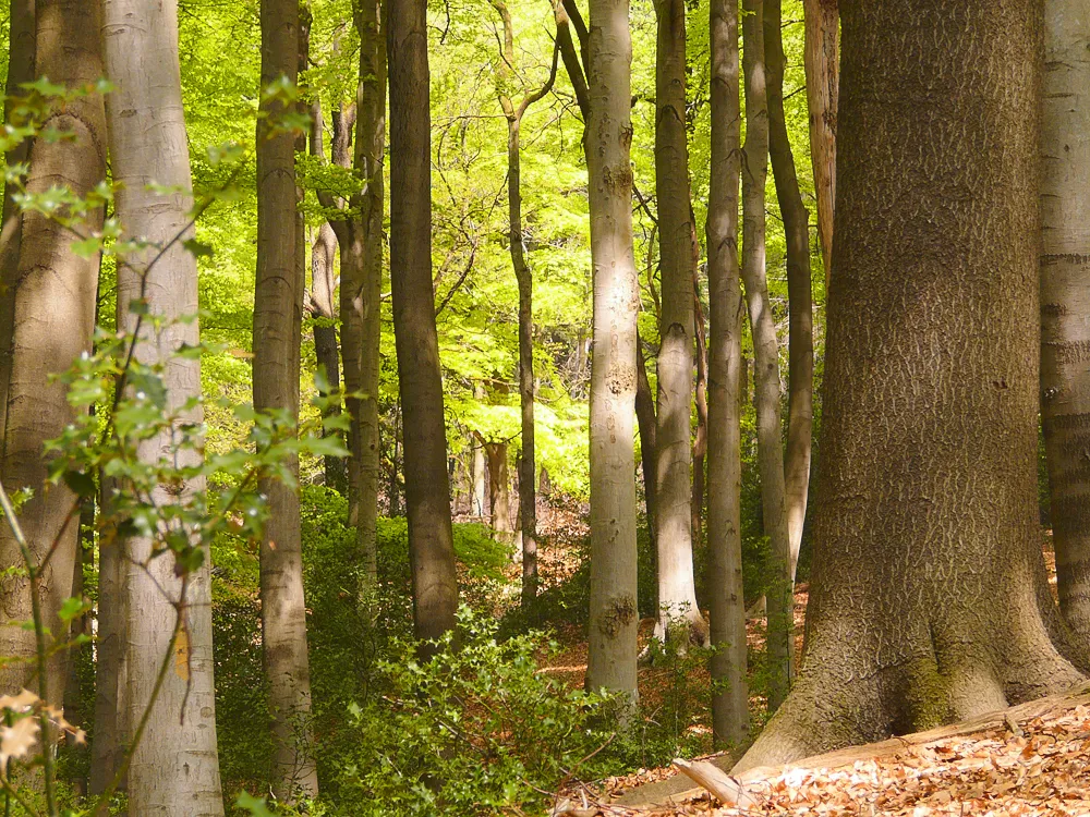NSG W-009 Burgholz: Hochstämmiger Buchen-Naturwald in der Naturwaldzelle Meersiepenkopf