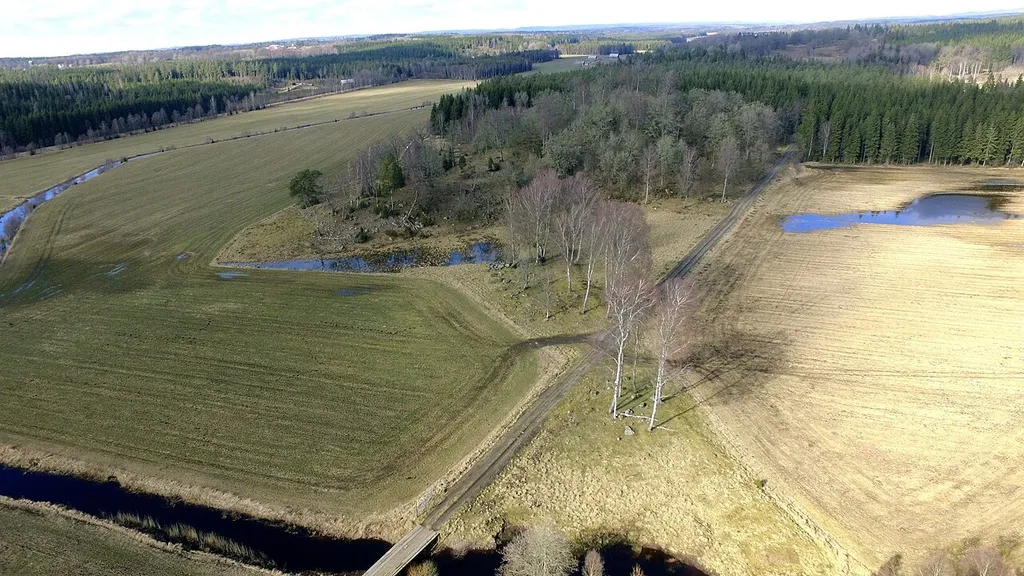 En medeltida vägbank genom det sanka landskapet har blivit en nutida björkallé in mot ruinerna av borgen Opensten, strax norr om Limmared.