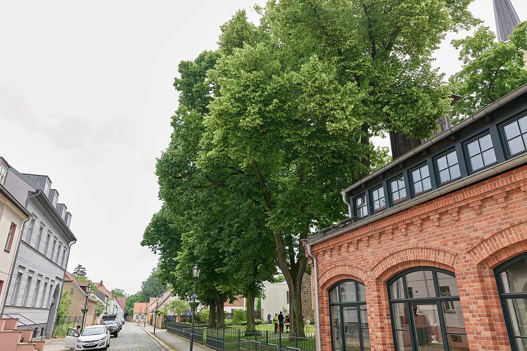 Natural monument Linden Kirchplatz, an der Nordseite der Kirche in Teltow.