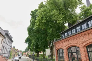 Naturdenkmal Linden Kirchplatz, an der Nordseite der Kirche in Teltow