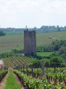 Burg Schwabsburg