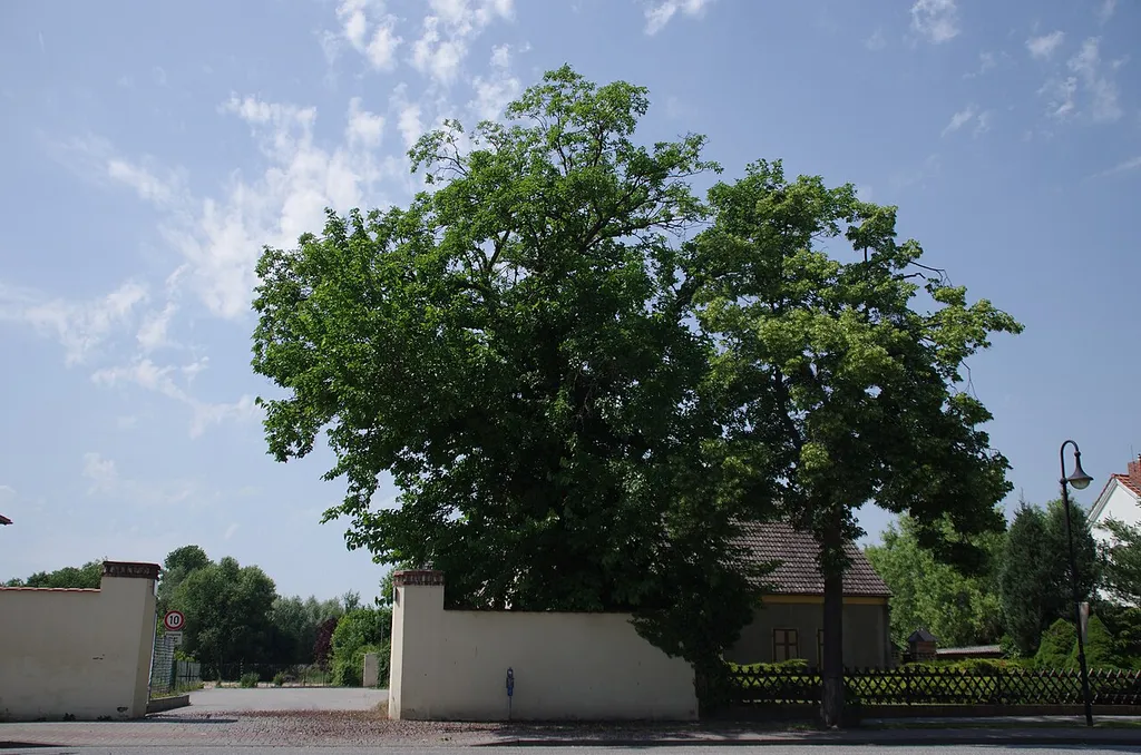 Rangsdorf in Brandenburg. Der Maulbeerbaum gegenüer der Kirche auf dem Grundstück des Gutes ist ein Naturdenkmal.