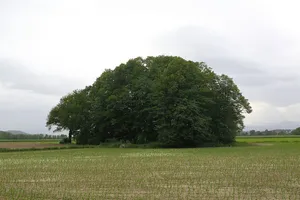 Burstall von Kelzenwert