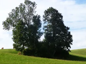 Burg Kühschlag