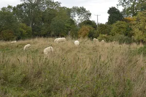 Maulden Church Meadow