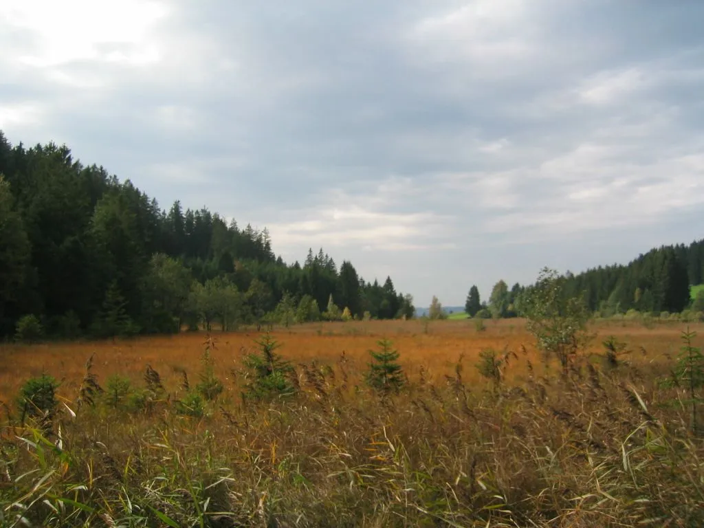Moorgebiet um den Schlossweiher, Gemeinde Eisenberg (Ostallgäu)