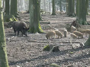 Wildpark Diedrichsburg