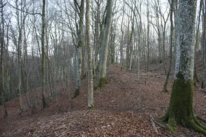 Burg Alt-Hayingen