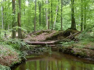 Hasenburger Bachtal