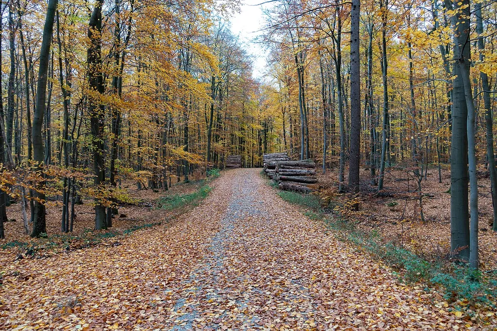 Naturschutzgebiet Östlicher Teutoburger Wald in Augustdorf, Kreis Lippe