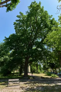 Stiel-Eiche - Sommer-Eiche gegenüber Alt-Lübars 23, an der Dorfkirche