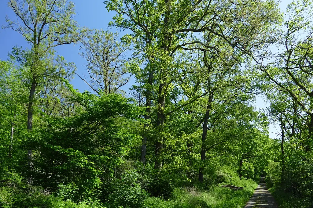 Naturschutzgebiet "Laubwälder zwischen Braunschweig und Wolfsburg", nördlich von Wendhausen