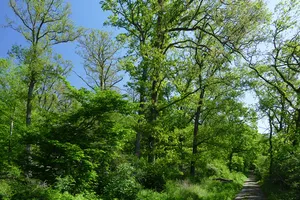 Laubwälder zwischen Braunschweig und Wolfsburg