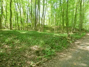 Ringwall Holzburg