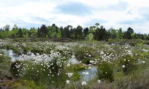 Feuchtgebiete bei Waldburg und Kißlegg