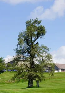 Solitäreiche in Pfarrkirchen
