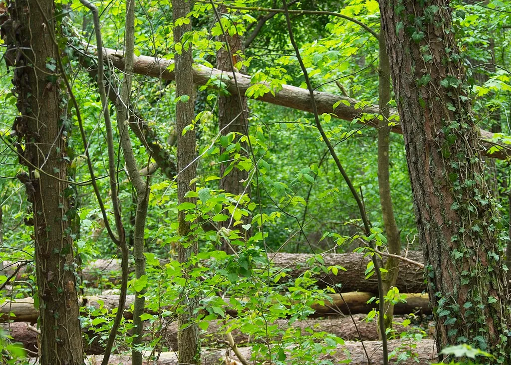 Naturwald Feuchtwälder im Nürnberger Reichswald