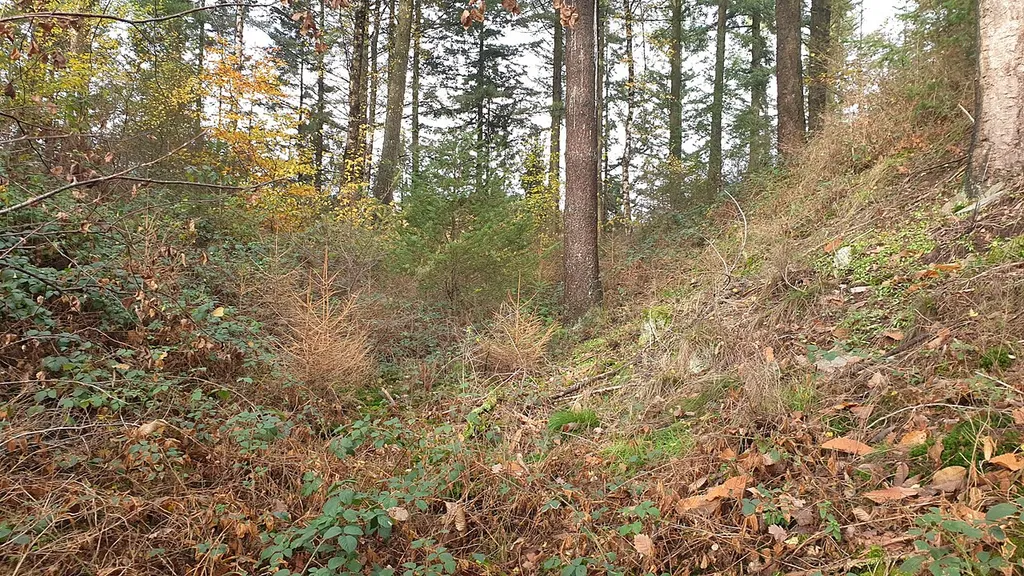 Hauptgraben am Abschnittswall Kröver Burgberg.