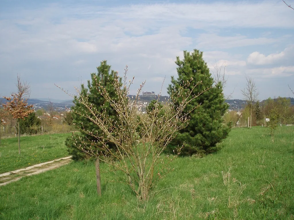 Grünes Labor Coburg, Ansicht mit Veste im Hintergrund. Im Vordergrund Streifen-Ahorn (Acer pensylvanicum), dahinter zwei Österreichische Schwarzkiefern (Pinus nigra austriatica).