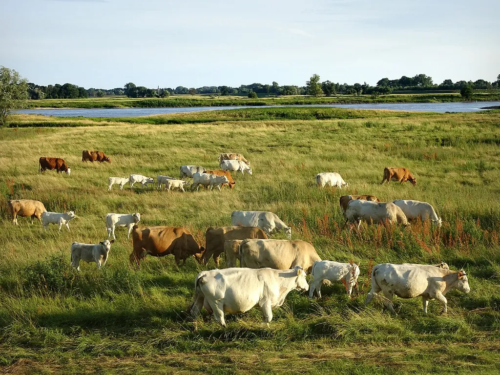 Mutterkuhherde in der Elbaue bei Hinzdorf (Stadt Wittenberge im Landkreis Prignitz in Brandenburg) – Der Bereich gehört zu mehreren Schutzgebieten: Biosphärenreservat "Flusslandschaft Elbe" FFH-Gebiet DE-3036-302 "Elbdeichhinterland" EU-Vogelschutzgebiet DE-3036-401 "Unteres Elbtal" Naturschutzgebiet "Wittenberge-Rühstädter Elbniederung" CDDA-Code 329727 Landschaftsschutzgebiet "Brandenburgische Elbtalaue" CDDA-Code 320055