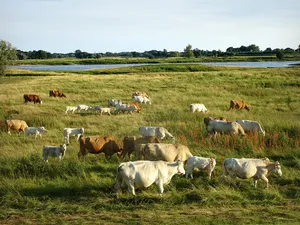 Landschaftsschutzgebiet Brandenburgische Elbtalaue