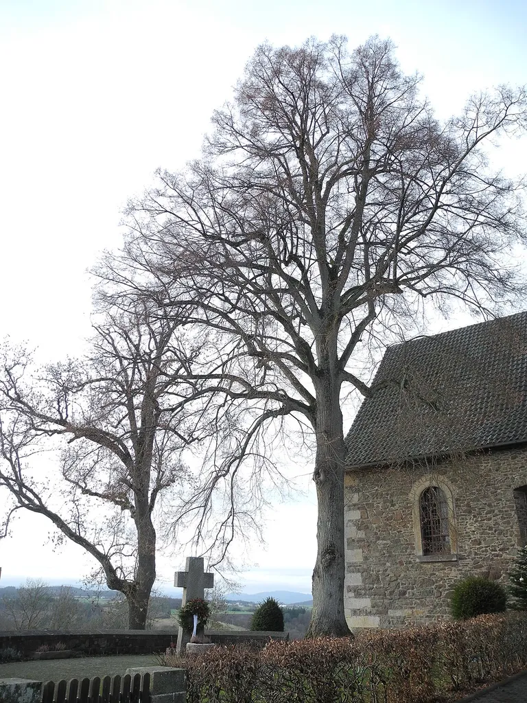 Naturdenkmal Esche (Fraxinus) und Linde (Tilia) an der Michaeliskirche in Fürstenberg, im Landkreis Waldeck-Frankenberg, Hessen, Deutschland.