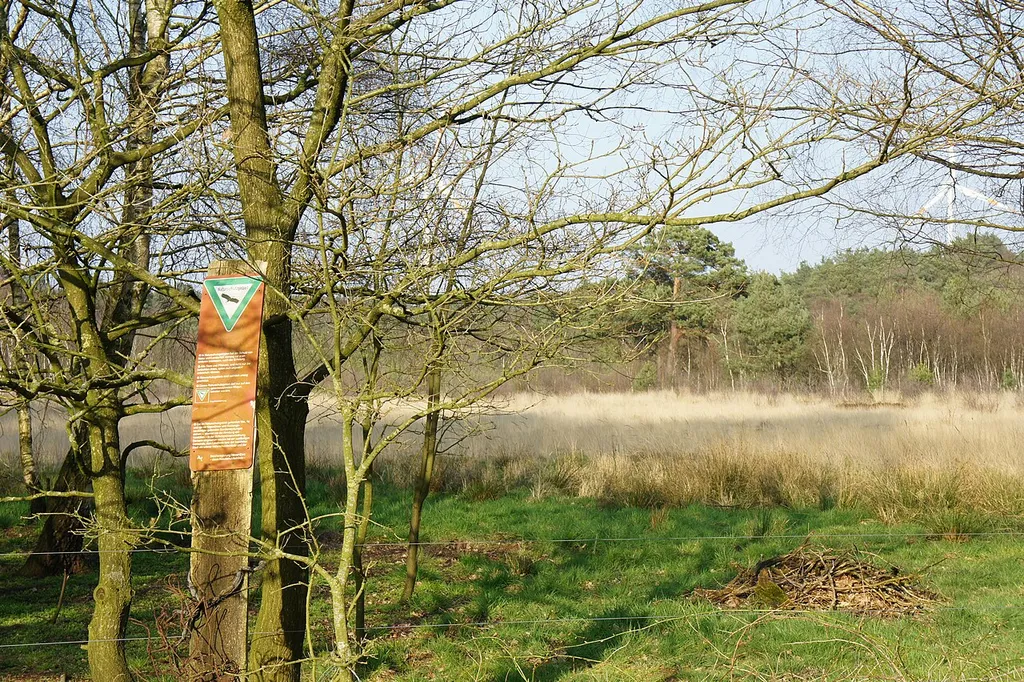 Looking at the Wunderburger Moor, Lower Saxony