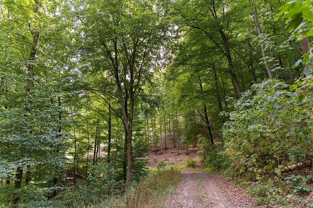 FFH Gebiet - Waldgebiet zwischen Uckersdorf und Burg