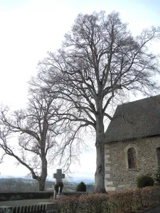 Esche und Linde an der Kirche Fürstenberg