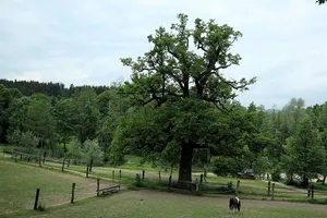 Eiche unterhalb der Burg Clam