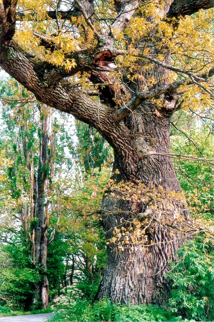 Neuhaus Oak
