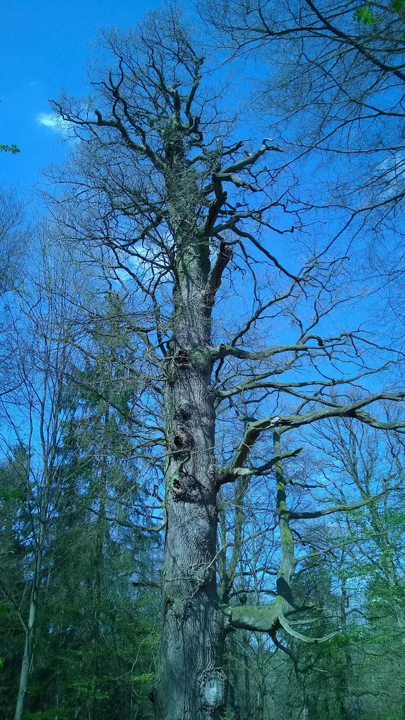 Eiche