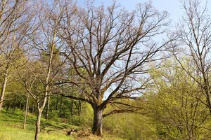 Eiche an der Kirche